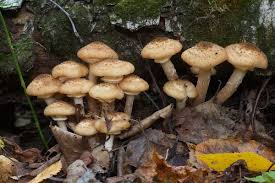 Attēlu rezultāti vaicājumam “Armillaria sp.”