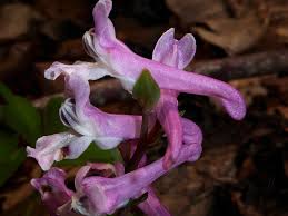 Attēlu rezultāti vaicājumam “Corydalis cava flower”