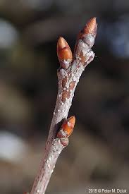 Attēlu rezultāti vaicājumam “Prunus cerasifera var. divaricata bud”