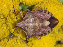 Attēlu rezultāti vaicājumam “Carpocoris purpureipennis”