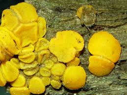 Attēlu rezultāti vaicājumam “Miladina lecithina”