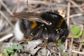 Attēlu rezultāti vaicājumam “Bombus terrestris”