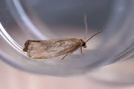 Attēlu rezultāti vaicājumam “Diloba caeruleocephala larva”