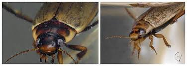 Attēlu rezultāti vaicājumam “Colymbetes striatus”