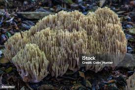 Attēlu rezultāti vaicājumam “Ramaria stricta”