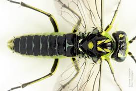 Attēlu rezultāti vaicājumam “Rhogogaster picta”