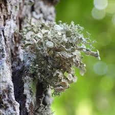 Attēlu rezultāti vaicājumam “Ramalina fastigiata”