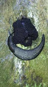 Attēlu rezultāti vaicājumam “Lindbladia tubulina spores”