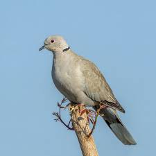 Attēlu rezultāti vaicājumam “Streptopelia decaocto adult”