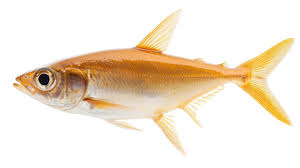 Image result for Euthynnus alletteratus