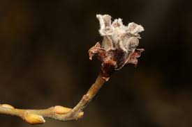 Attēlu rezultāti vaicājumam “Rhabdophaga rosaria”