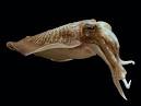 Decapodiformes - Encyclopedia of Life