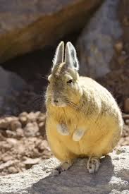 Image result for viscacha