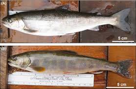 Image result for Salvelinus malma