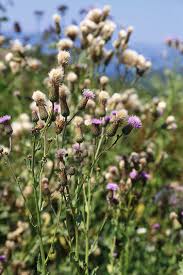 Attēlu rezultāti vaicājumam “Cirsium x rigens”