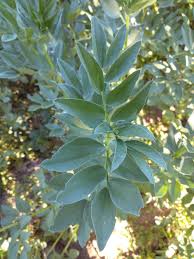 Attēlu rezultāti vaicājumam “Vicia faba leaf”