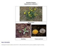 Attēlu rezultāti vaicājumam “Hypochaeris radicata fruit”