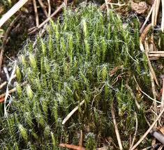 Attēlu rezultāti vaicājumam “Campylopus introflexus”