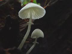 Attēlu rezultāti vaicājumam “Lepiota clypeolaria”