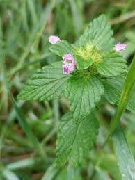 Attēlu rezultāti vaicājumam “Galeopsis bifida”