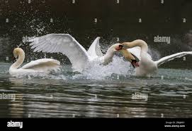 Image result for Sussex Swans