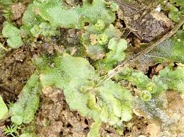Image result for Marchantia polymorpha