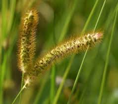 Attēlu rezultāti vaicājumam “Setaria glauca”