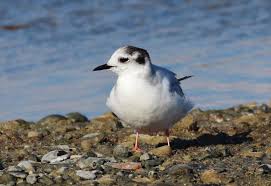 Attēlu rezultāti vaicājumam “Larus minutus”