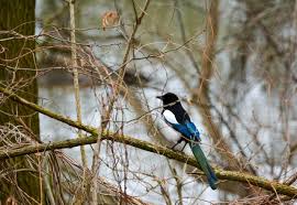 Image result for Zoothera sibirica