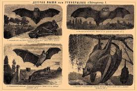 Attēlu rezultāti vaicājumam “Vespertilio murinus”