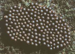 Attēlu rezultāti vaicājumam “Lindbladia tubulina”