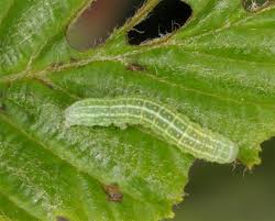 Attēlu rezultāti vaicājumam “Lithophane furcifera”