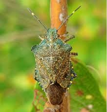 Attēlu rezultāti vaicājumam “Troilus luridus”