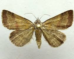 Attēlu rezultāti vaicājumam “Phytometra viridaria”