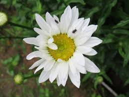 Image result for Leucanthemella serotina