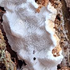 Attēlu rezultāti vaicājumam “Antrodia”