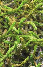 Attēlu rezultāti vaicājumam “Anomodon viticulosus”