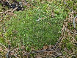 Attēlu rezultāti vaicājumam “Geocalyx graveolens”