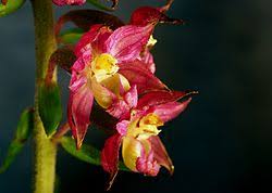 Attēlu rezultāti vaicājumam “Epipactis atrorubens fruit”