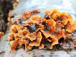 Attēlu rezultāti vaicājumam “Stereum hirsutum”