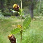 Attēlu rezultāti vaicājumam “Trifolium spadiceum flower”