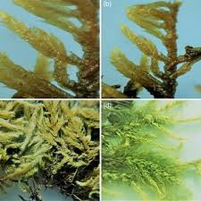 Attēlu rezultāti vaicājumam “Brachythecium rivulare”