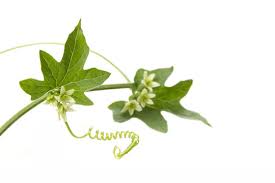 Attēlu rezultāti vaicājumam “Bryonia alba flower”