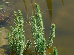 Attēlu rezultāti vaicājumam “Hippuris vulgaris leaf”