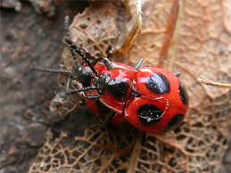 Attēlu rezultāti vaicājumam “Endomychus coccineus”