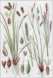 Attēlu rezultāti vaicājumam “Carex capillaris”