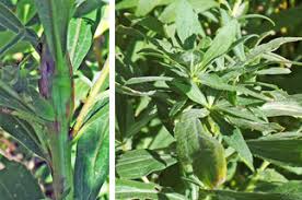 Attēlu rezultāti vaicājumam “Solidago virgaurea bud”