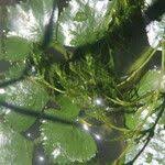 Attēlu rezultāti vaicājumam “Najas major leaf”