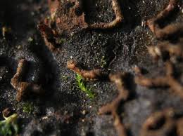 Attēlu rezultāti vaicājumam “Willkommlangea reticulata”