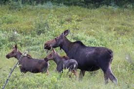 Attēlu rezultāti vaicājumam “Alces alces”